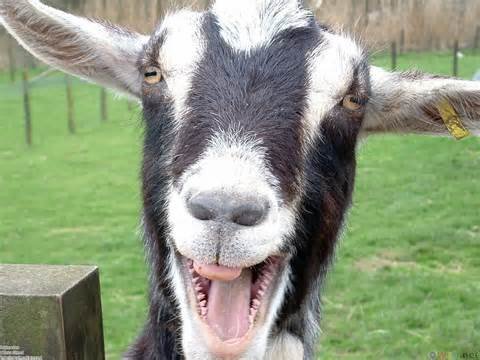 Smiling Goat attachment.jpg