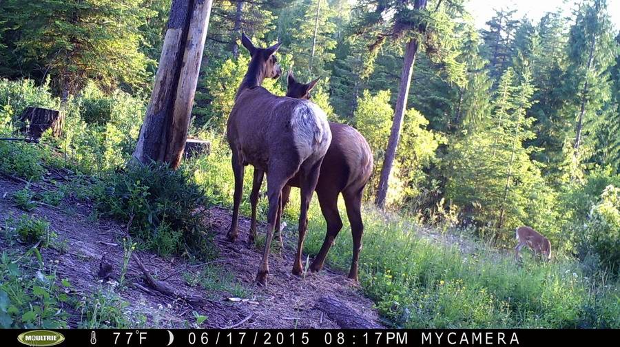 two elk.JPG