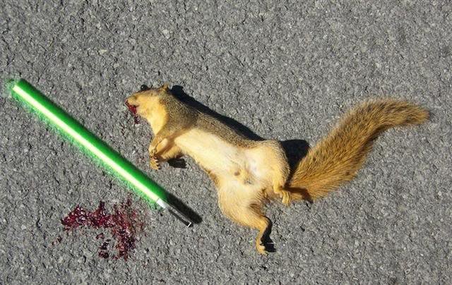 Squirrel_saber_dead.jpg