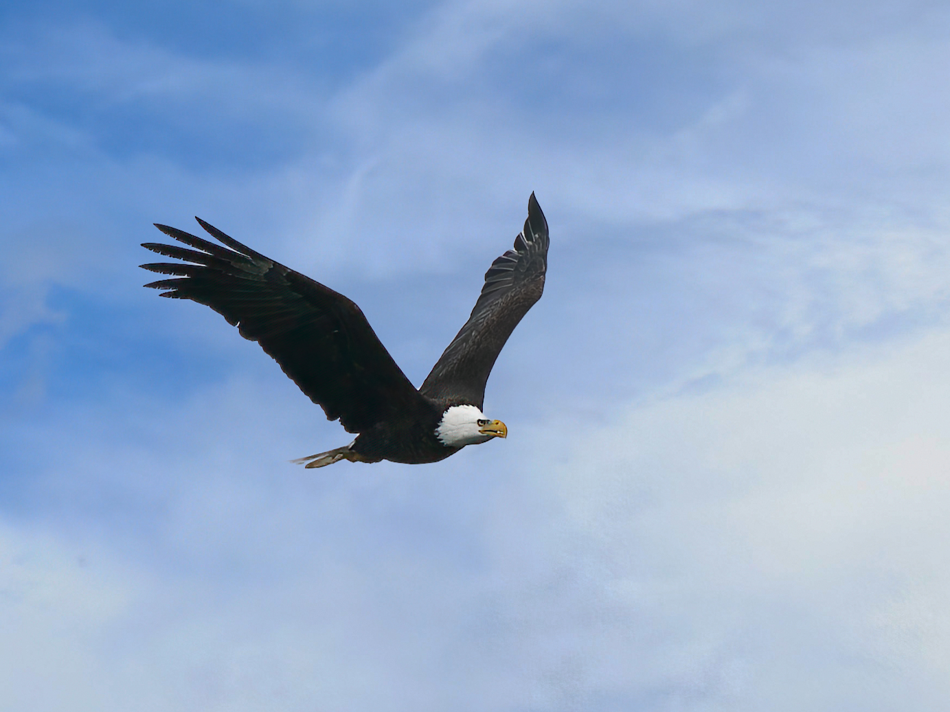 Eagle in sky.jpg