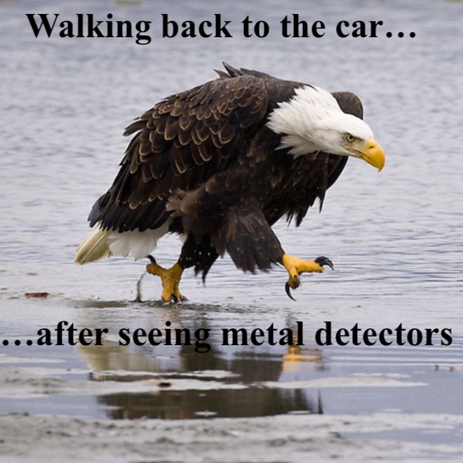 grumpy eagle metal detector.jpeg