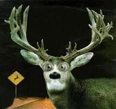 scared deer 2.jpg