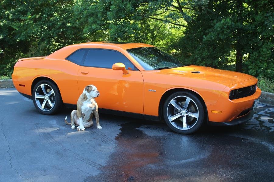 Mowgli and the Challenger.jpg