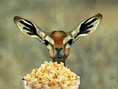 popcorn eating deer .gif