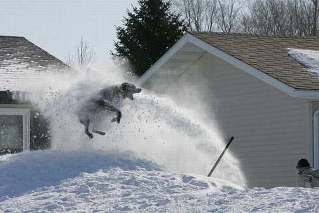 Dog - Snow Thrower.jpg