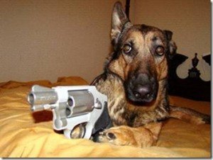 Dog-with-Gun-300x226.jpg