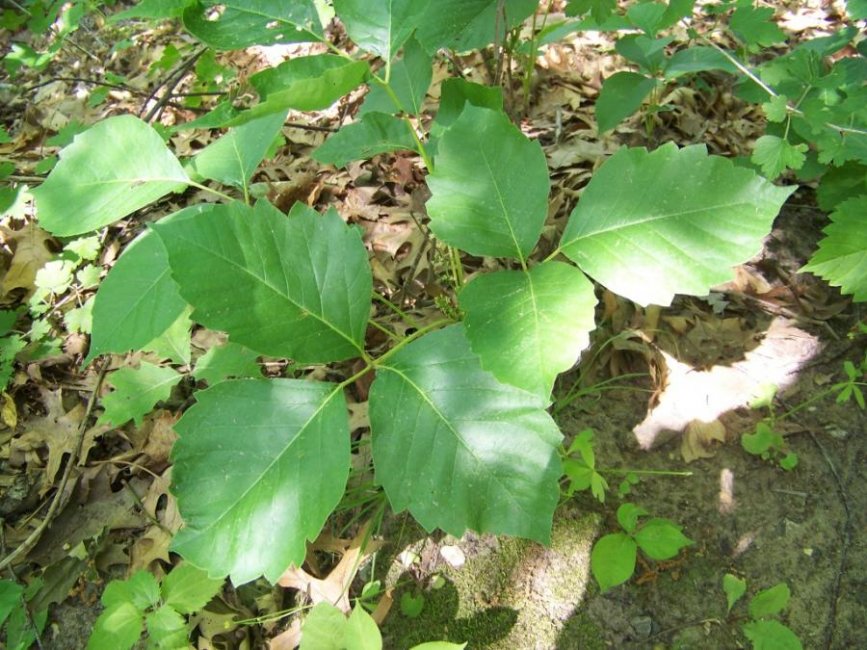 Poison_Ivy_in_Perrot_State_Park.jpg