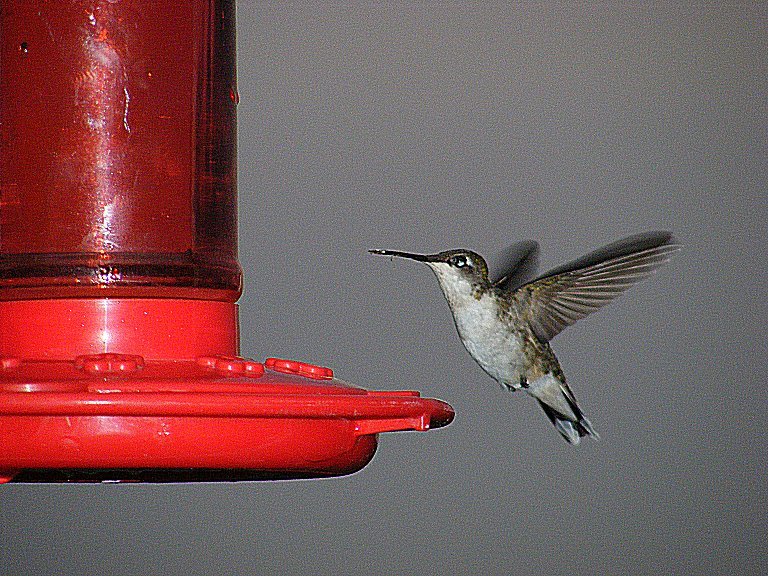 Female Hummingbird.II.jpg