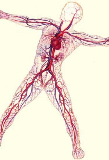 circulatory2[1].jpg