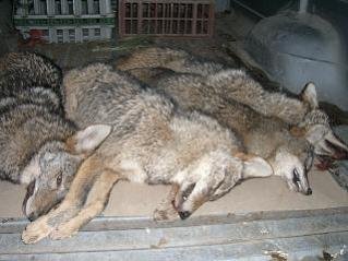 coyotes @ house.jpg