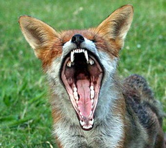 rabid fox.jpg