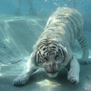 Underwater Tigers