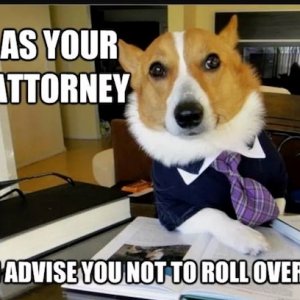 lawyer-dog.jpg