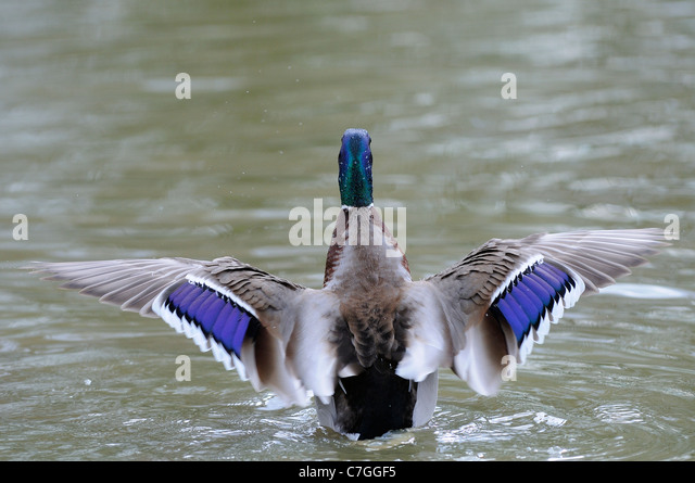 mallard-anas-platyrhynchos-male-stretching-wings-showing-colouration-c7ggf5.jpg