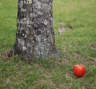 apple-tree-.jpg