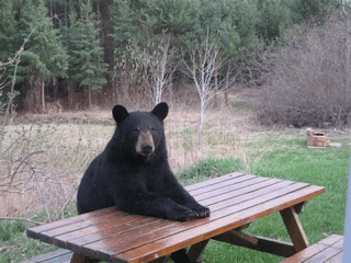 bear-picnic-table1.gif